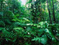 /album/photogallery/rainforest-jpg12-png/